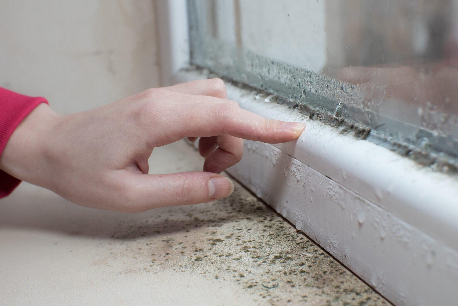 Window Inspection service